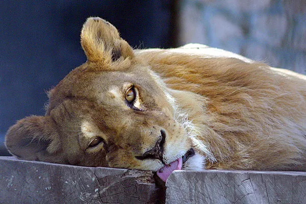 Cypr | Wizyta w miejskim zoo to dla dziecka niezapomniane wrażenie Cypr | Wizyta w miejskim zoo to dla dziecka niezapomniane wrażenie