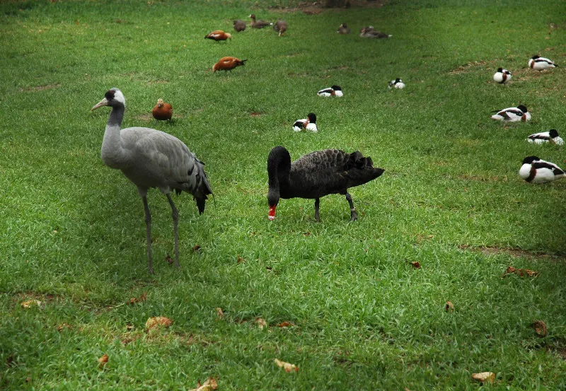 Askania Nowa, widok na ptaki Askania Nowa, widok na ptaki