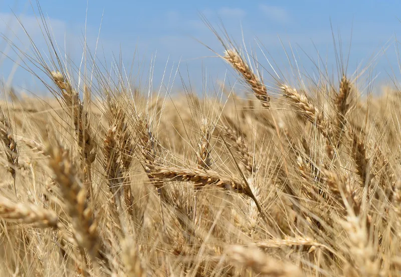 Złote zboże - Ukraina Złote zboże - Ukraina