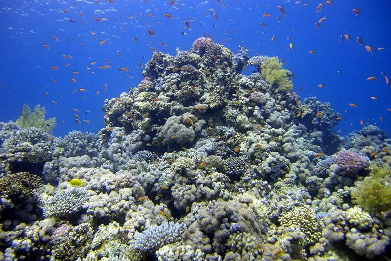 Egipt | Na terenie rezerwatu Abu Galum (Abu Dżallum) znajduje się kilka miejsc przeznaczonych do nurkowania