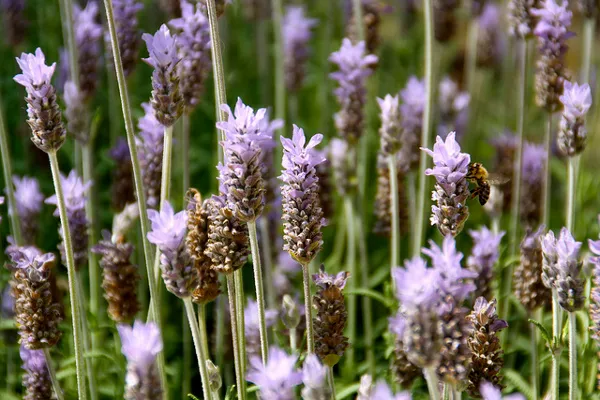 Chorwacja | Latem nad wyspą unosi się zapach kwitnącej lawendy Chorwacja | Latem nad wyspą unosi się zapach kwitnącej lawendy