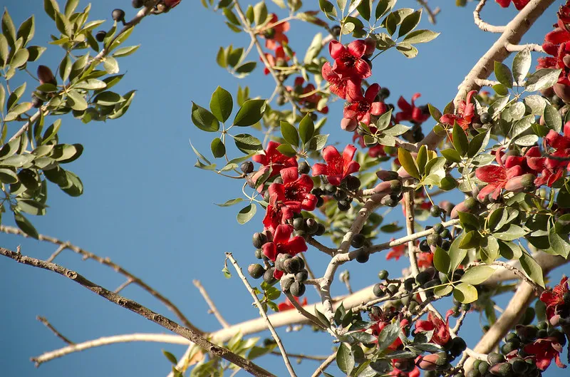 Egipt | Kwiaty na Dżazirat an-Nabatat, zwanej "Wyspą Roślin"