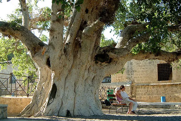 Cypr | Około 600-letni jawor rosnący na dziedzińcu klasztoru Ayia Napa Cypr | Około 600-letni jawor rosnący na dziedzińcu klasztoru Ayia Napa