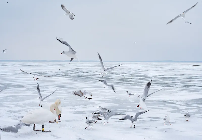 Balaton zimą