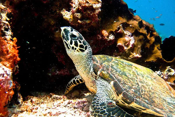 Bali | Podwodny świat Bali