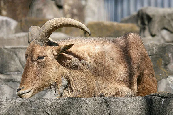 Tunezja | Owca grzywiasta występuje głównie na skalistych obszarach północnej Afryki