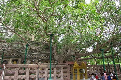 Bodhi – Drzewo Oświecenia