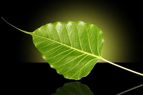 Indie | Liść drzewa Bodhi