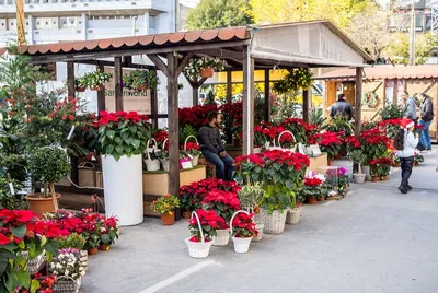 Jak Cypryjczycy spędzają Boże Narodzenie?