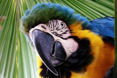 Kiedy jechać do Brazylii?