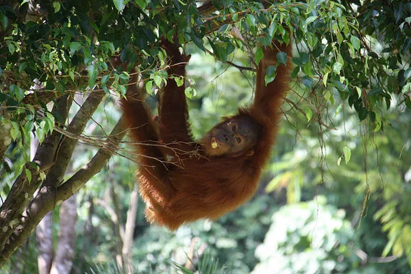 Indonezja | Witamy w Bukit Lawang! Indonezja | Witamy w Bukit Lawang!