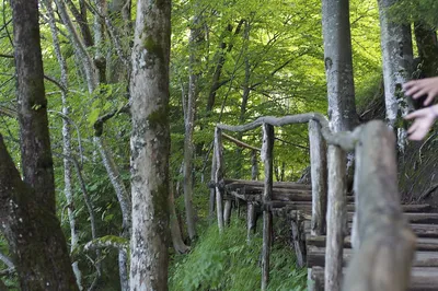 Chorwacja – świat roślinny