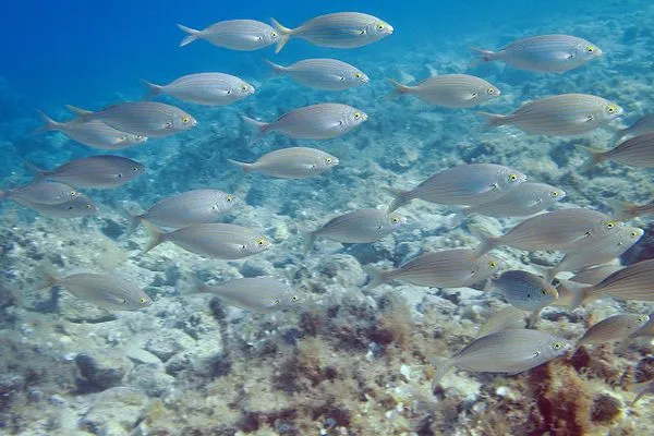 Chorwacja | Pasjonaci nurkowania mają co podziwiać Chorwacja | Pasjonaci nurkowania mają co podziwiać