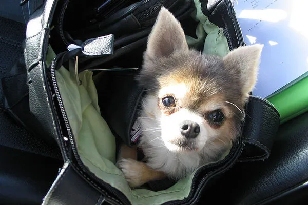 Chorwacja | Podróżując z pupilem trzeba zadbać o paszport (dla zwierzęcia), chip i oczywiście aktualne szczepienia