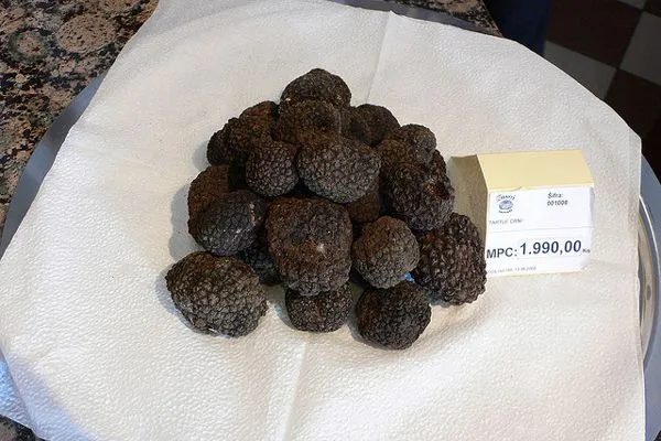 Chorwacja | Trufle – najlepszy przykład, że to co najcenniejsze kryje się we wnętrzu Chorwacja | Trufle – najlepszy przykład, że to co najcenniejsze kryje się we wnętrzu