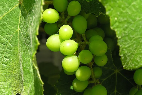 Chorwacja | Wino to jeden z najpopularniejszych chorwackich trunków Chorwacja | Wino to jeden z najpopularniejszych chorwackich trunków