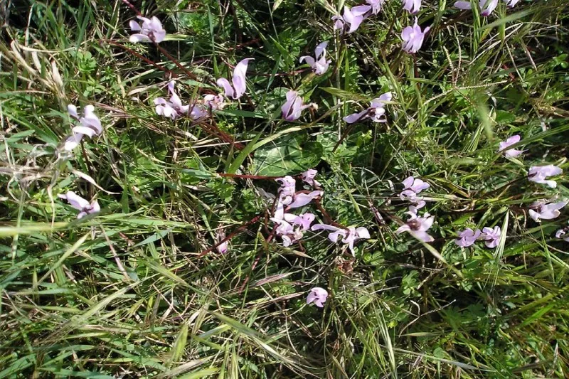 Cypr | Cyklamen – emblematyczny kwiat Cypru Cypr | Cyklamen – emblematyczny kwiat Cypru