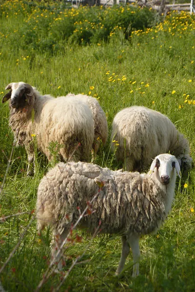 Cypr | Na Cyprze sery produkuje się głównie z mleka owczego i koziego Cypr | Na Cyprze sery produkuje się głównie z mleka owczego i koziego