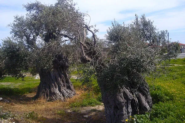 Cypr (Akrotiri) | Cypryjskie drzewa oliwne (te na zdjęciu liczą aż 400 lat!) Cypr (Akrotiri) | Cypryjskie drzewa oliwne (te na zdjęciu liczą aż 400 lat!)