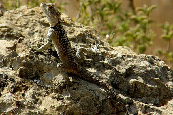 Cypr | Hardun – legendarny postrach ludzi, a przede wszystkim – mężczyzn Cypr | Hardun – legendarny postrach ludzi, a przede wszystkim – mężczyzn