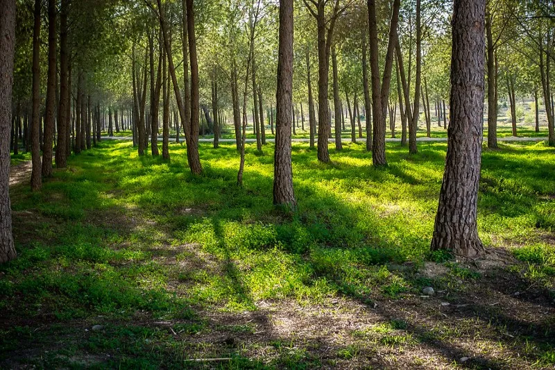 Cypr | Lesisty krajobraz w parku Akadimias Cypr | Lesisty krajobraz w parku Akadimias