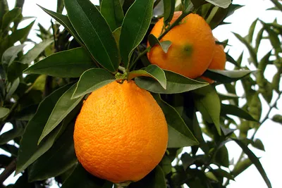 Świat roślin Tunezji