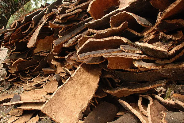 Portugalia | Największe plantacje dębu korkowego mieszczą się w południowej Portugalii Portugalia | Największe plantacje dębu korkowego mieszczą się w południowej Portugalii