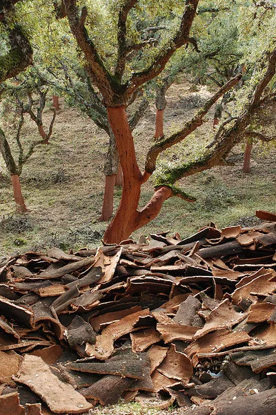 Portugalia | Wiele dębów korkowych żyje nawet 200 lat Portugalia | Wiele dębów korkowych żyje nawet 200 lat
