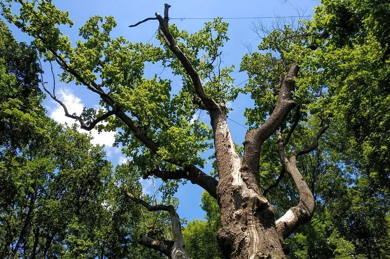 Ukraina | Dąb Maksyma Żeleźniaka to największe drzewo na Ukrainie Ukraina | Dąb Maksyma Żeleźniaka to największe drzewo na Ukrainie
