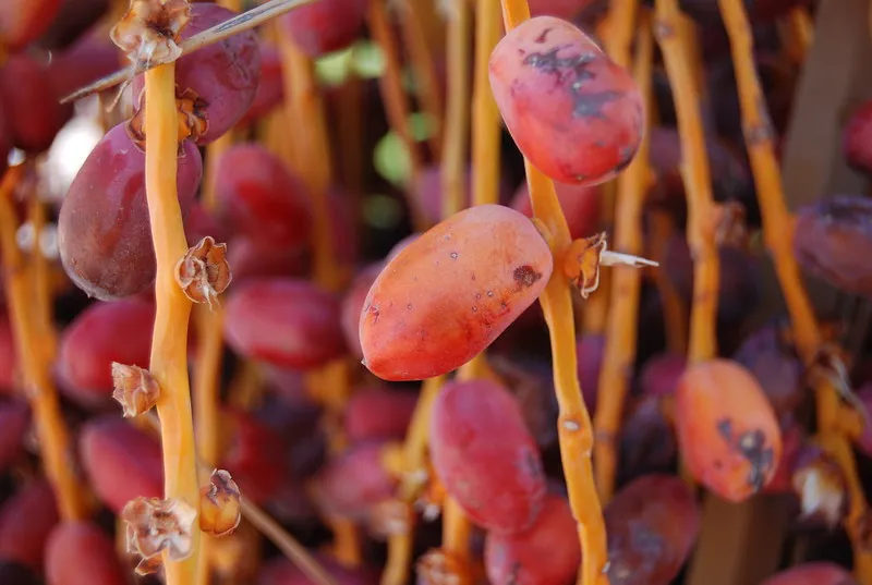 Egipt | W kuchni arabskiej spotkamy daktyle w wielu formach, spożywane na surowo lub dodawane do różnych potraw