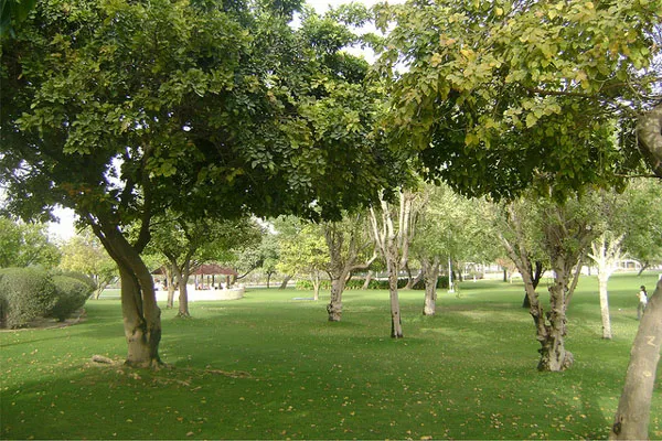 Dubaj | Parki w Dubaju są bardzo zadbane