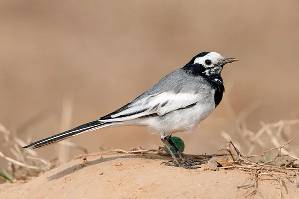 Dubaj | Pliszka siwa