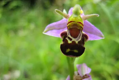 Cypr - świat roślinny