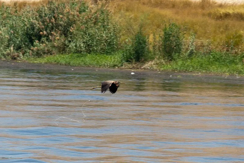Egipt | W Egipcie żyje ponad 300 gatunków ptaków