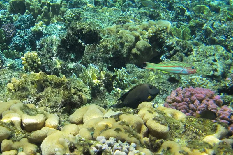 Egipt | Podwodny świat Czerwonego