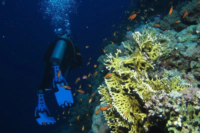 Egipt | Daedalus Reef