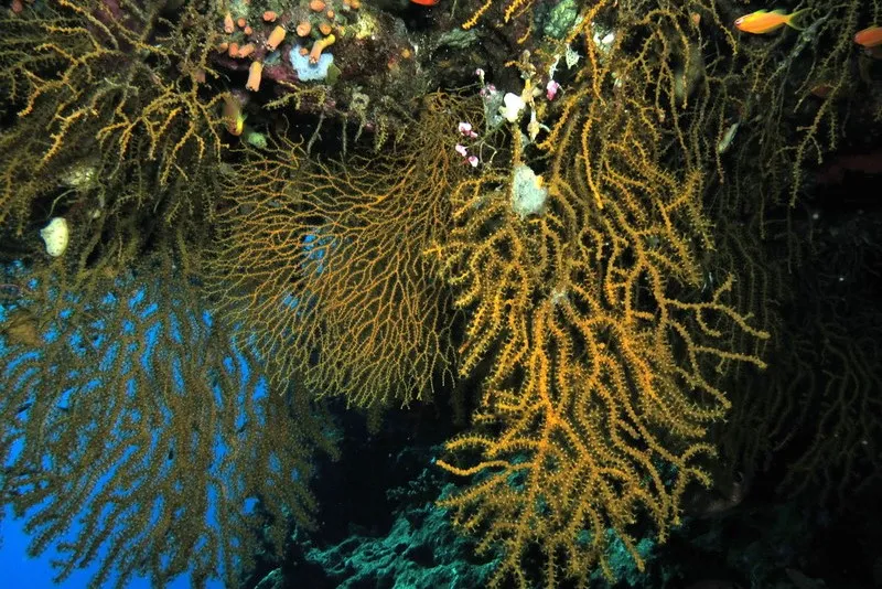 Egipt | Niesamowita rafa Elphinstone