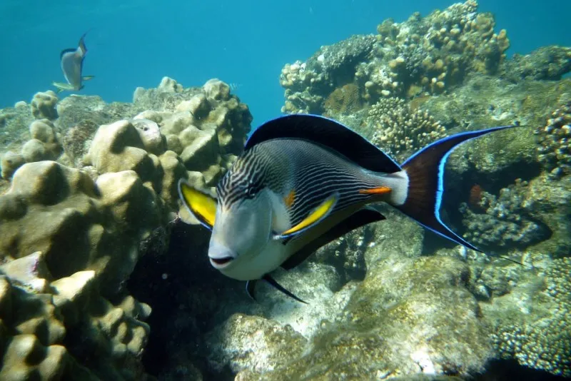 Egipt | Bajeczny świat głębin Morza Czerwonego