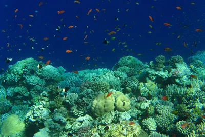 Nurkowanie w Egipcie