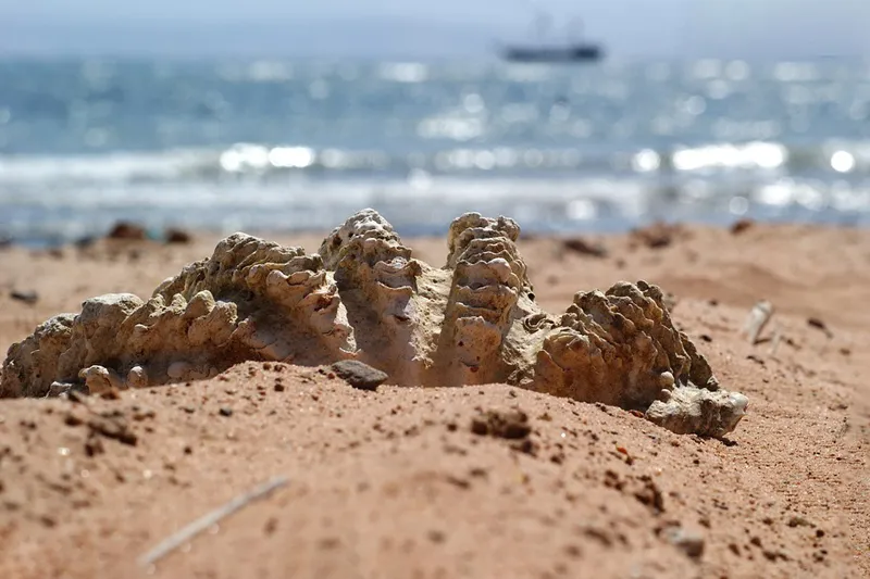 Egipt | Warto pamiętać o tym, że z Egiptu nie można wywozić żadnych muszli i koralowców