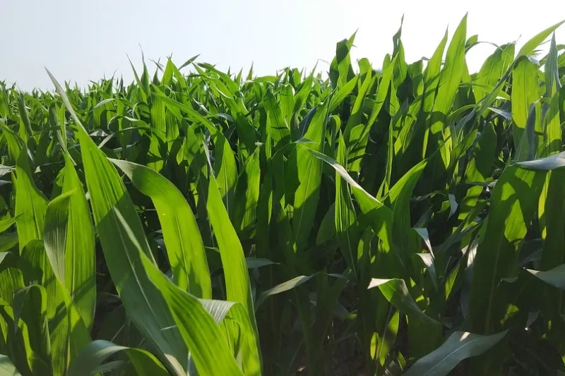 Egipt | Rolnictwo jest najszybciej rozwijającą się dziedziną gospodarki w Egipcie