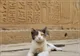 Koty w starożytnym Egipcie 