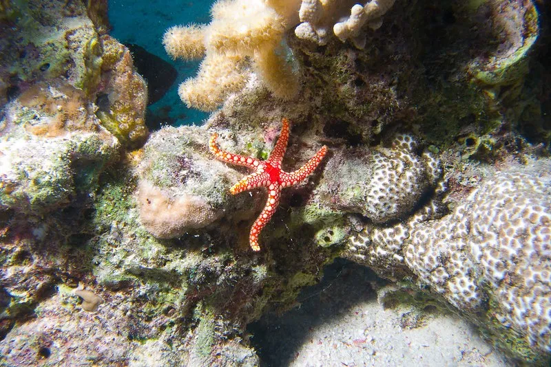 Egipt | Wody otaczający Al-Dżunę (El-Gouna) skrywają prawdziwe cuda natury