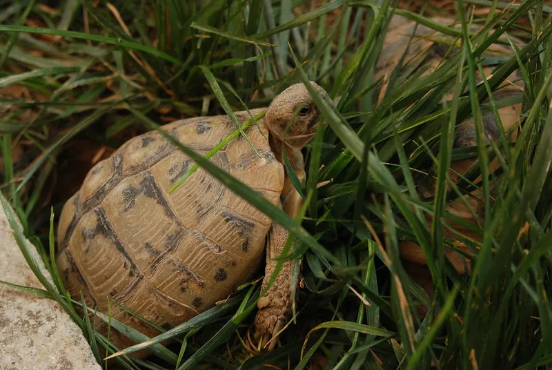 Chorwacja | Na południu Chorwacji w rejonie śródziemnomorskim spotkać można żółwie greckie Chorwacja | Na południu Chorwacji w rejonie śródziemnomorskim spotkać można żółwie greckie