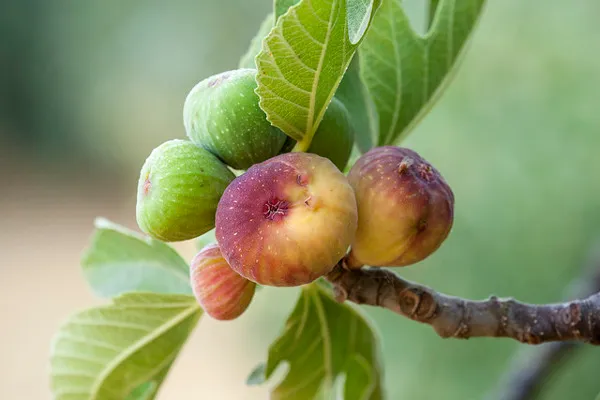 Chorwacja | Figa Chorwacja | Figa