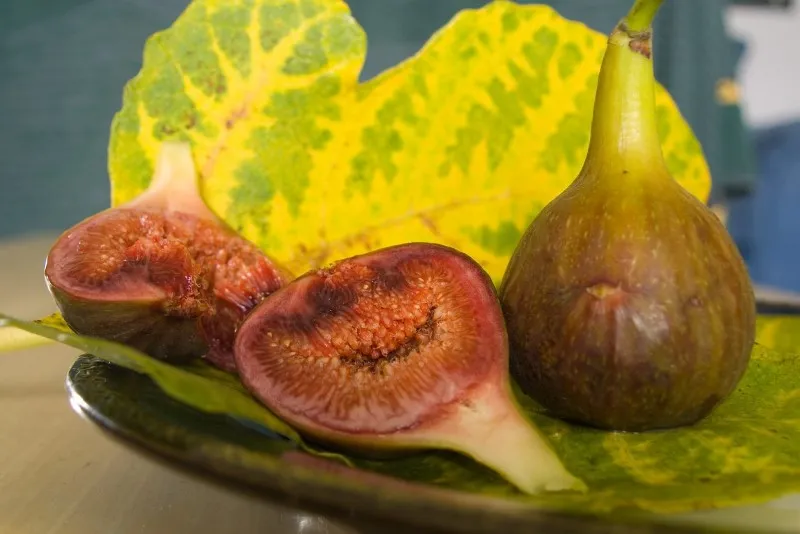 Turcja | Ojczyzną fig jest Azja Mniejsza i rejon Morza Śródziemnego