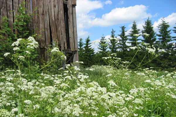 Finlandia | W czerwcu i w lipcu na południu kraju robi się naprawdę pięknie, a temperatura osiąga nawet 28°C