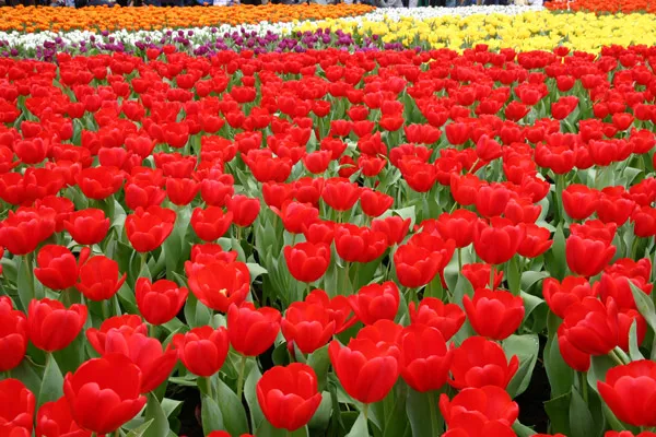 Sławne tulipany border=