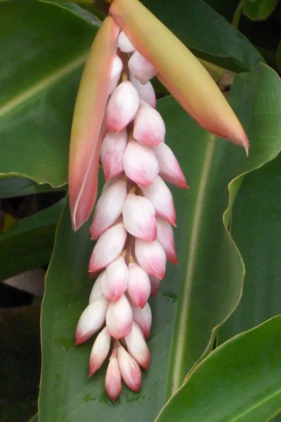 Jamajka | Kwiat imbiru Jamajka | Kwiat imbiru