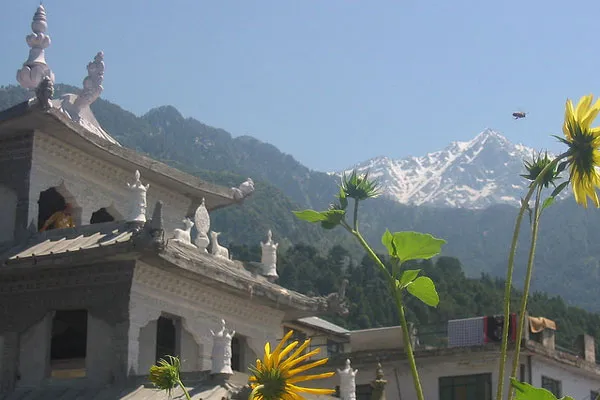 Indie | Dharamsala Indie | Dharamsala